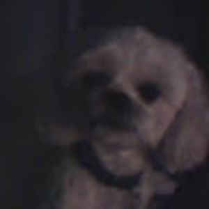 Meet your Posher, Patti